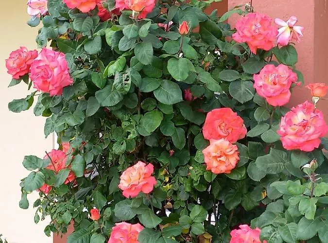 Taddei Bed and breakfast 3*